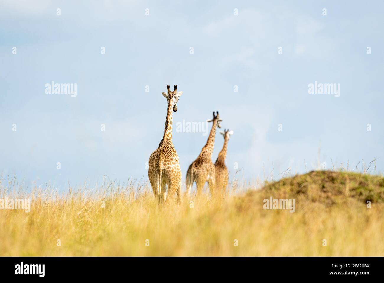 A back view of the three giraffes Stock Photo Alamy