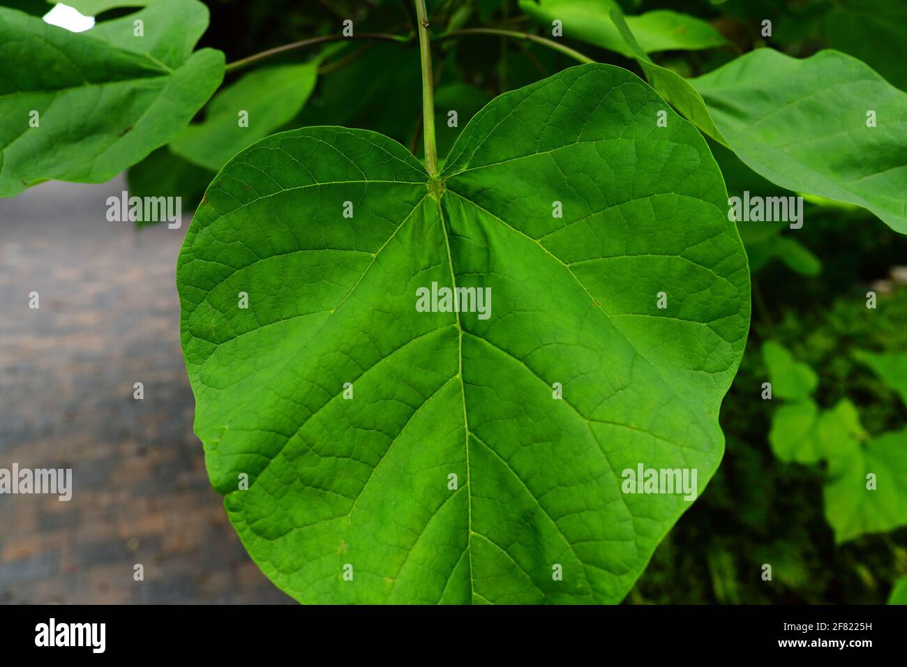 A huge leaf of an exotic tree growing in a botanical garden Stock Photo ...