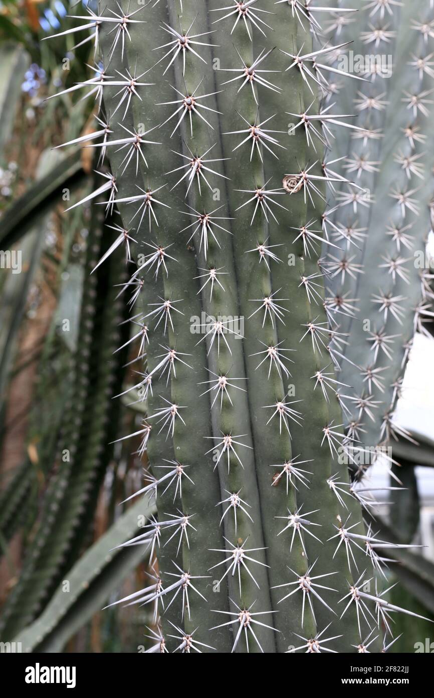 Pachycereus pringlei is a species of cactus that is native to northwestern Mexico Stock Photo