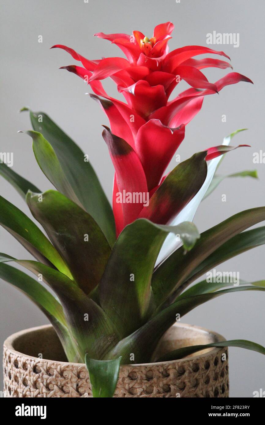 A closeup shot of red flower of Guzmania hybrid Stock Photo
