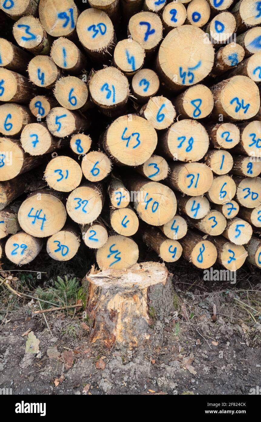 Numbered tree trunks hi-res stock photography and images - Alamy