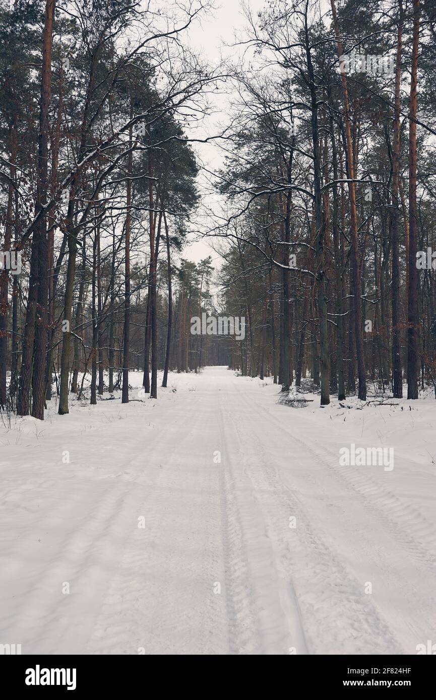 A snowy road leading through the forest in winter Stock Photo - Alamy