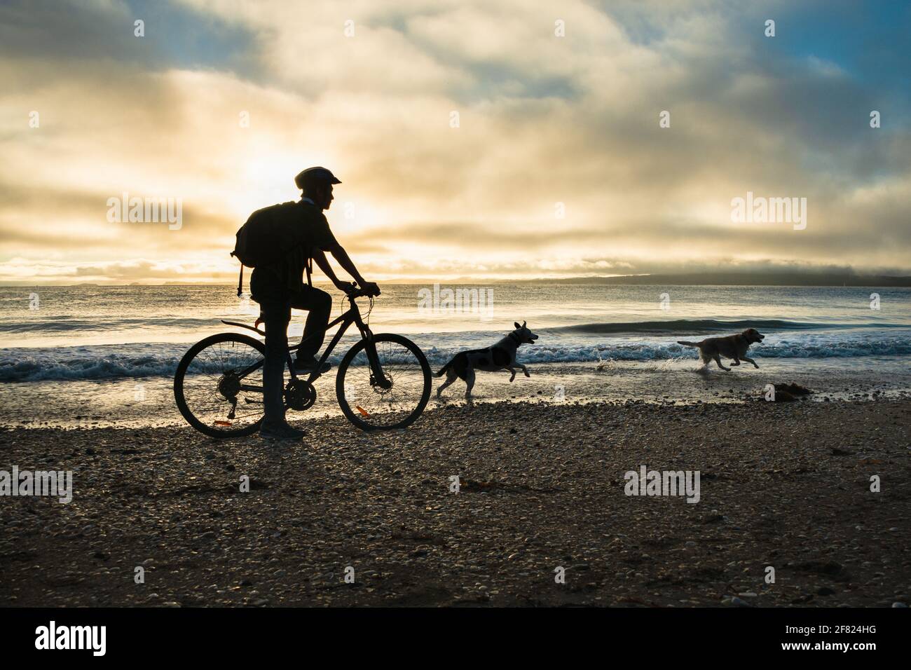 Silhouette image of a cyclist riding along the Milford beach with Rangitoto Island in the clouds and two dogs playing on the beach Stock Photo