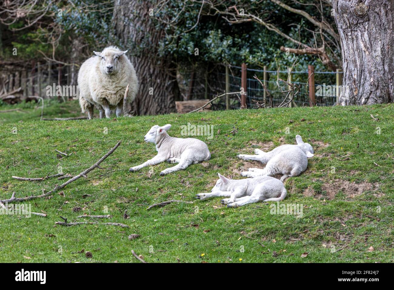 A ewe and three lambs in a grass field Stock Photo