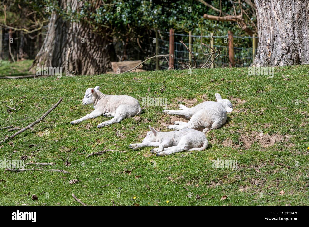 Three spring lambs asleep in a grass field Stock Photo