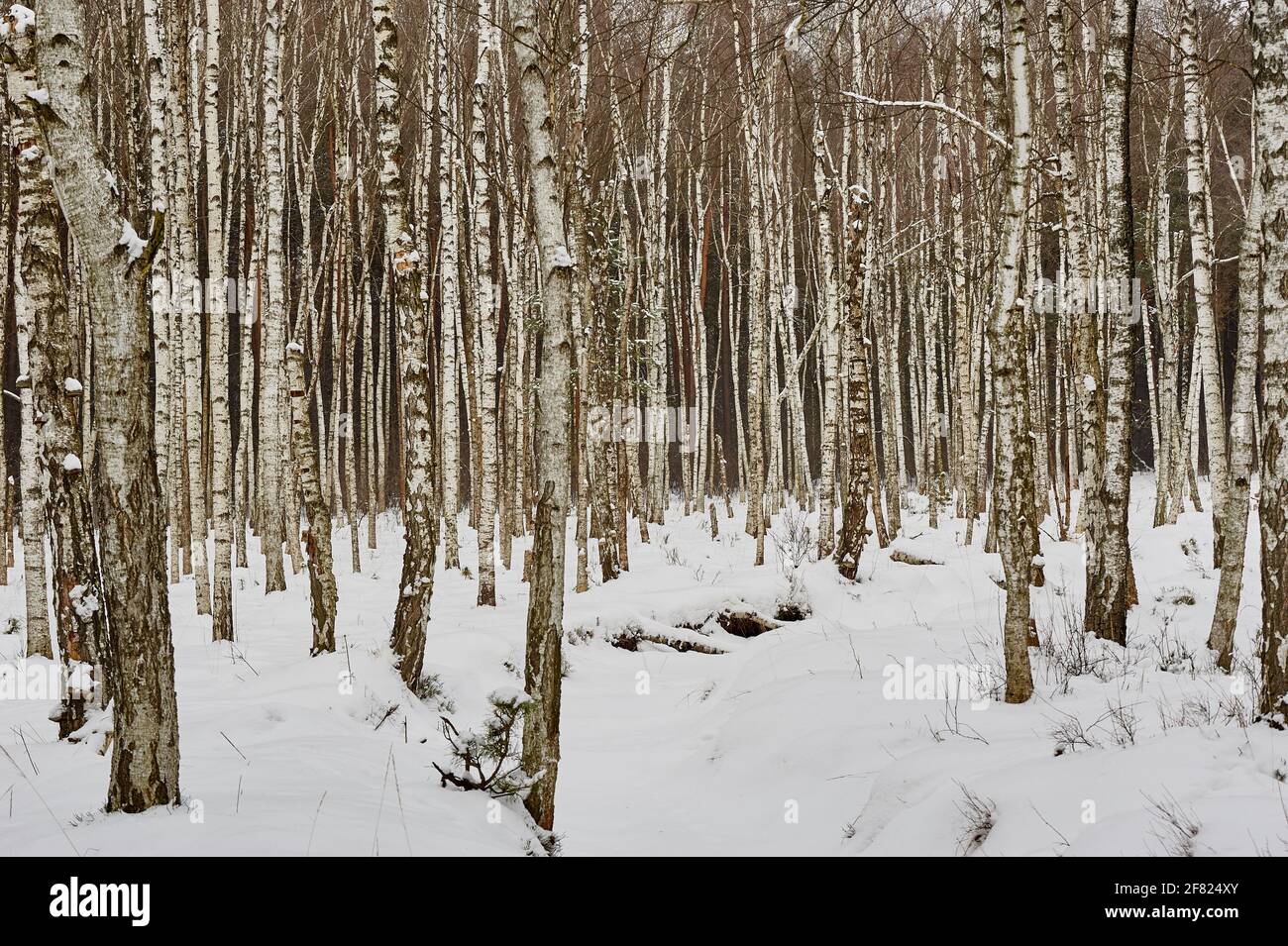 Birch grove covered with snow Stock Photo