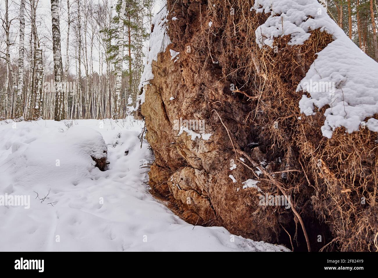 Root of fallen tree in snow Stock Photo