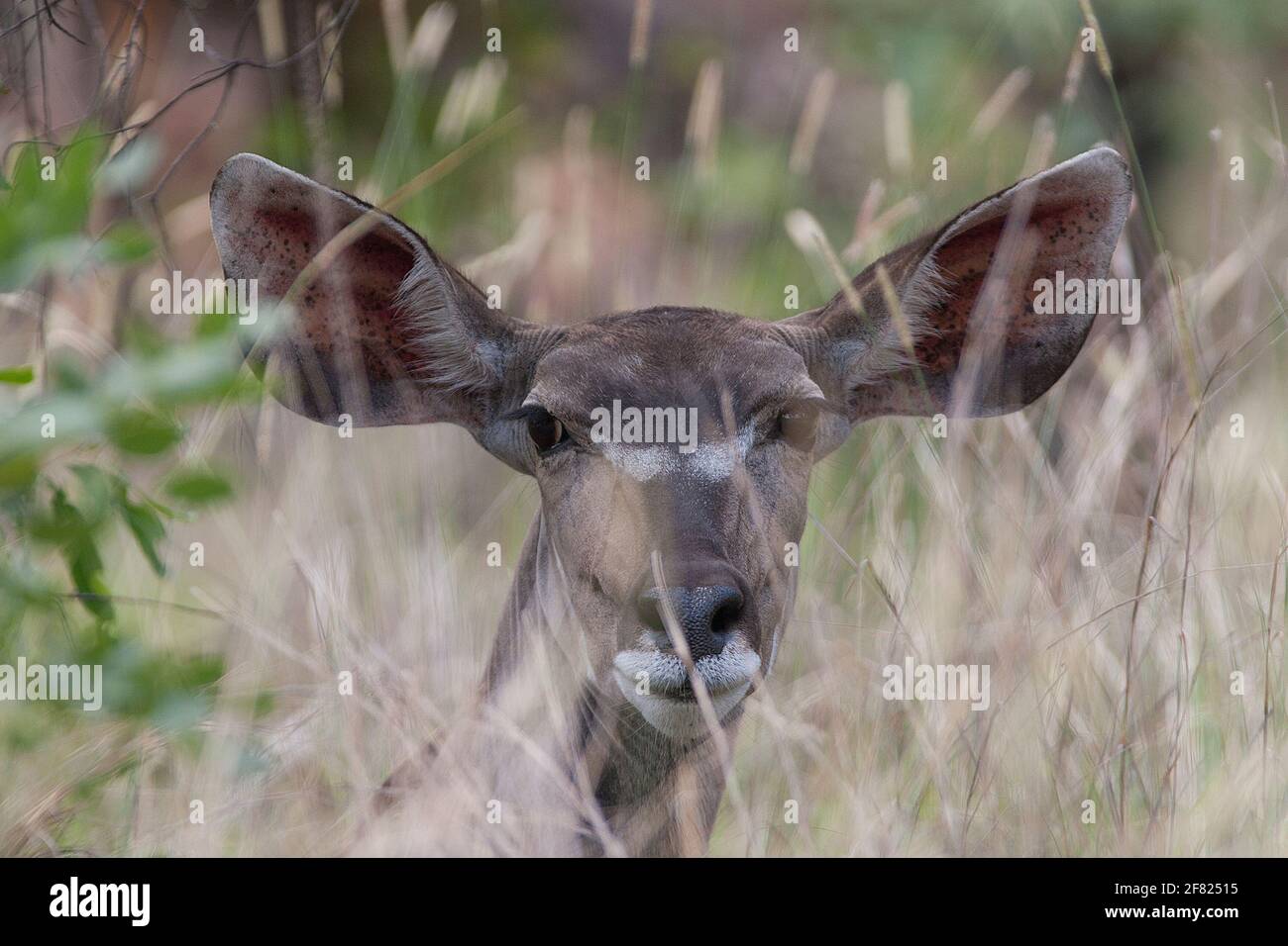 Looking snazzy in his makeup - a female Waterbuck peering through the grass Stock Photo