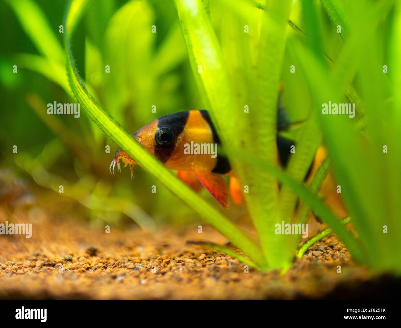 Large clown loach (Chromobotia macracanthus) hidden among the plants in a fish tank with blurred background Stock Photo