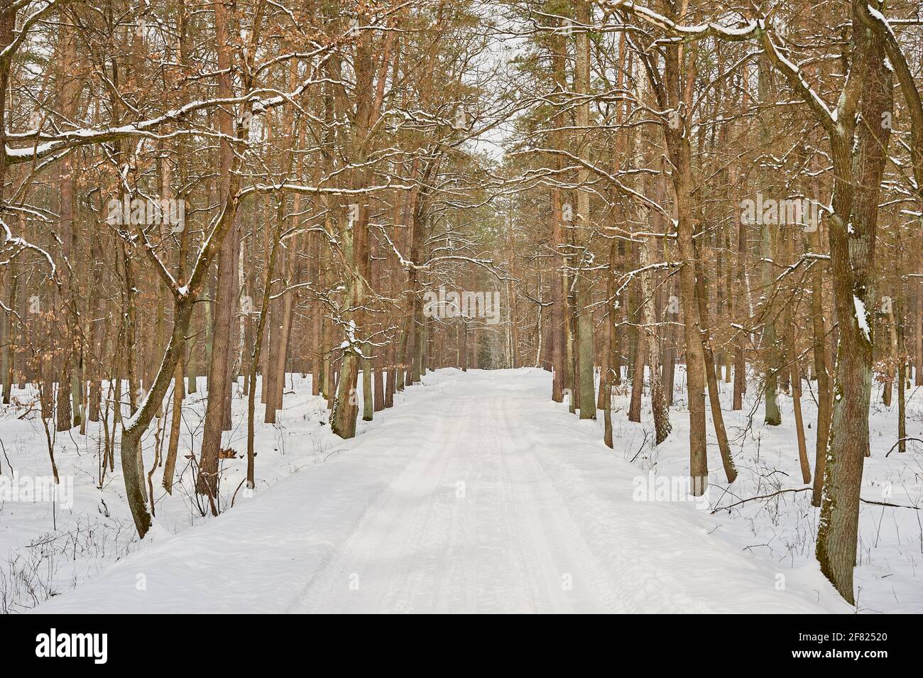 A snow-covered road in the woods, Eastern Poland. Stock Photo