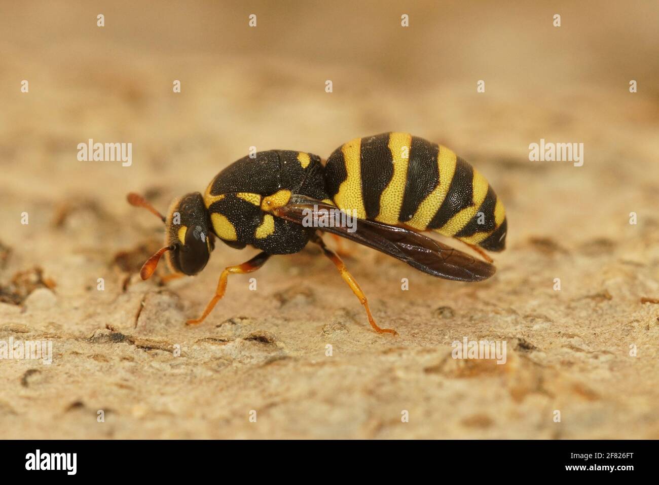 A closeup shot of a small wasp on the ground Stock Photo