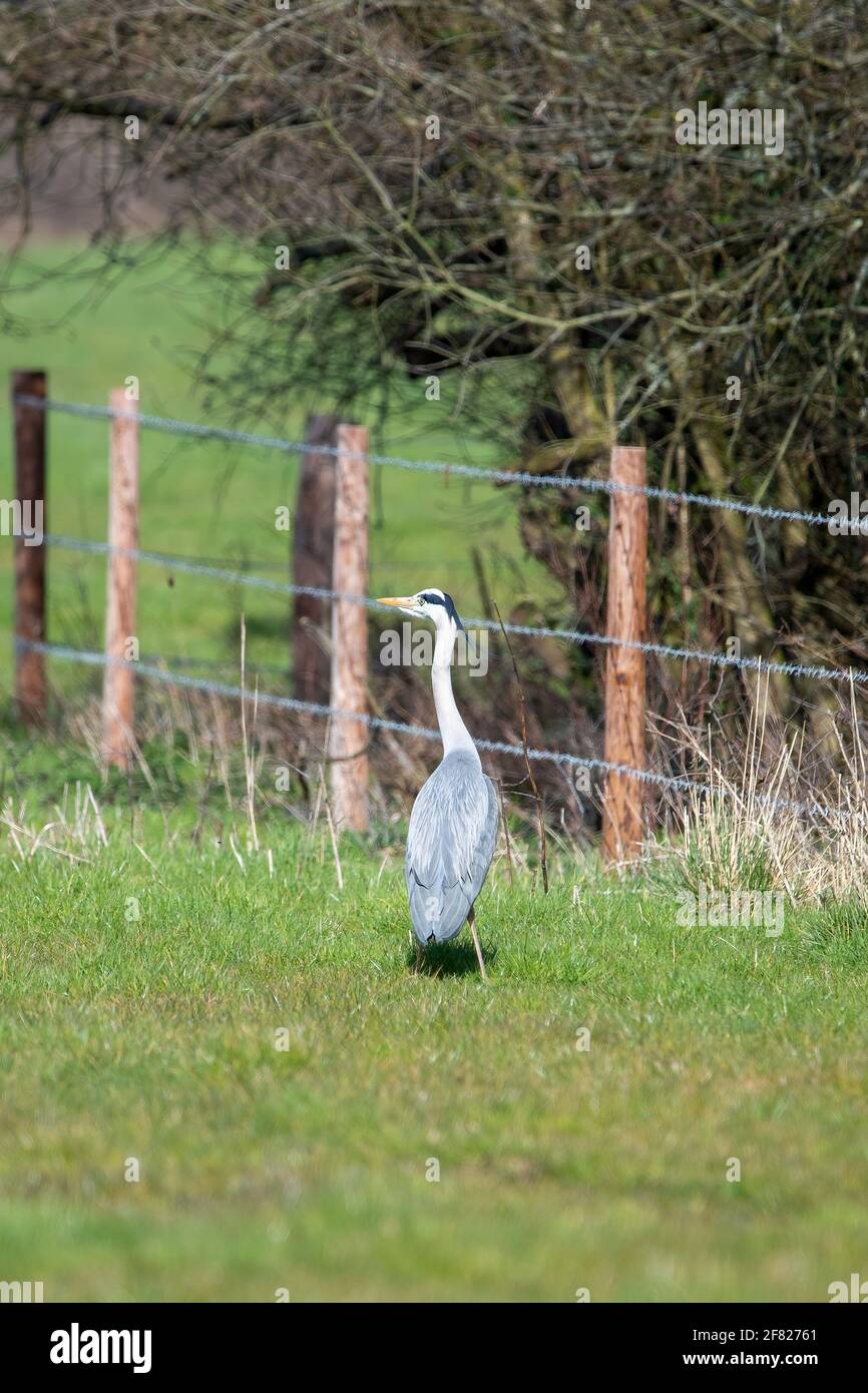 A Single Grey Heron standing in a field Stock Photo