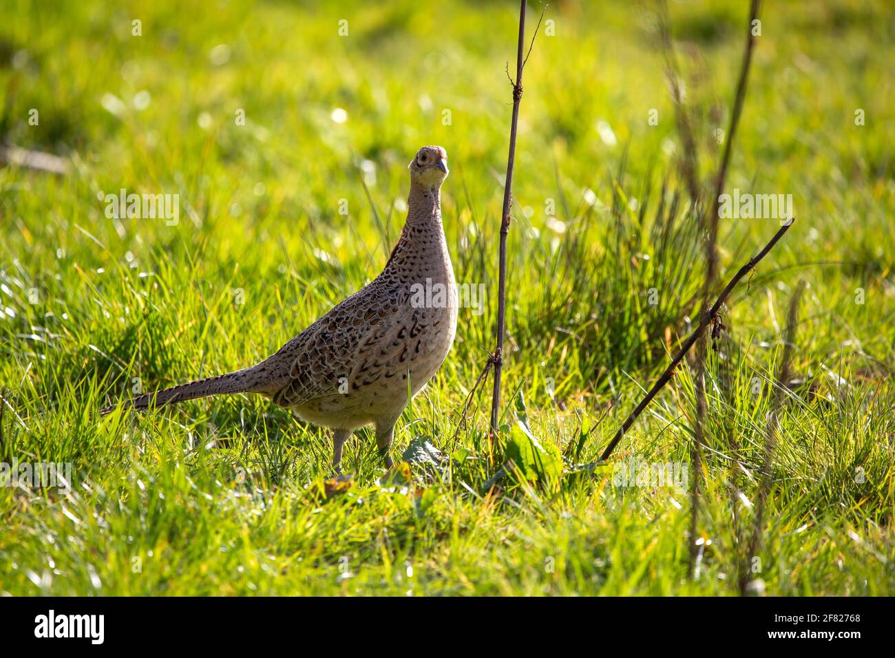 A Female pheasant standing in a green meadow Stock Photo