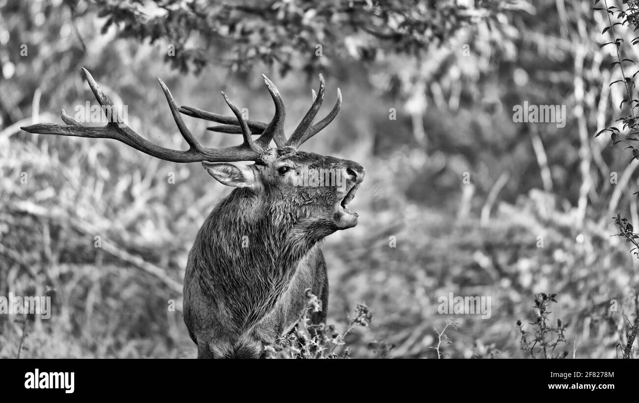 The call, black and white portrait of majestic deer male i rutting season (Cervus elaphus) Stock Photo