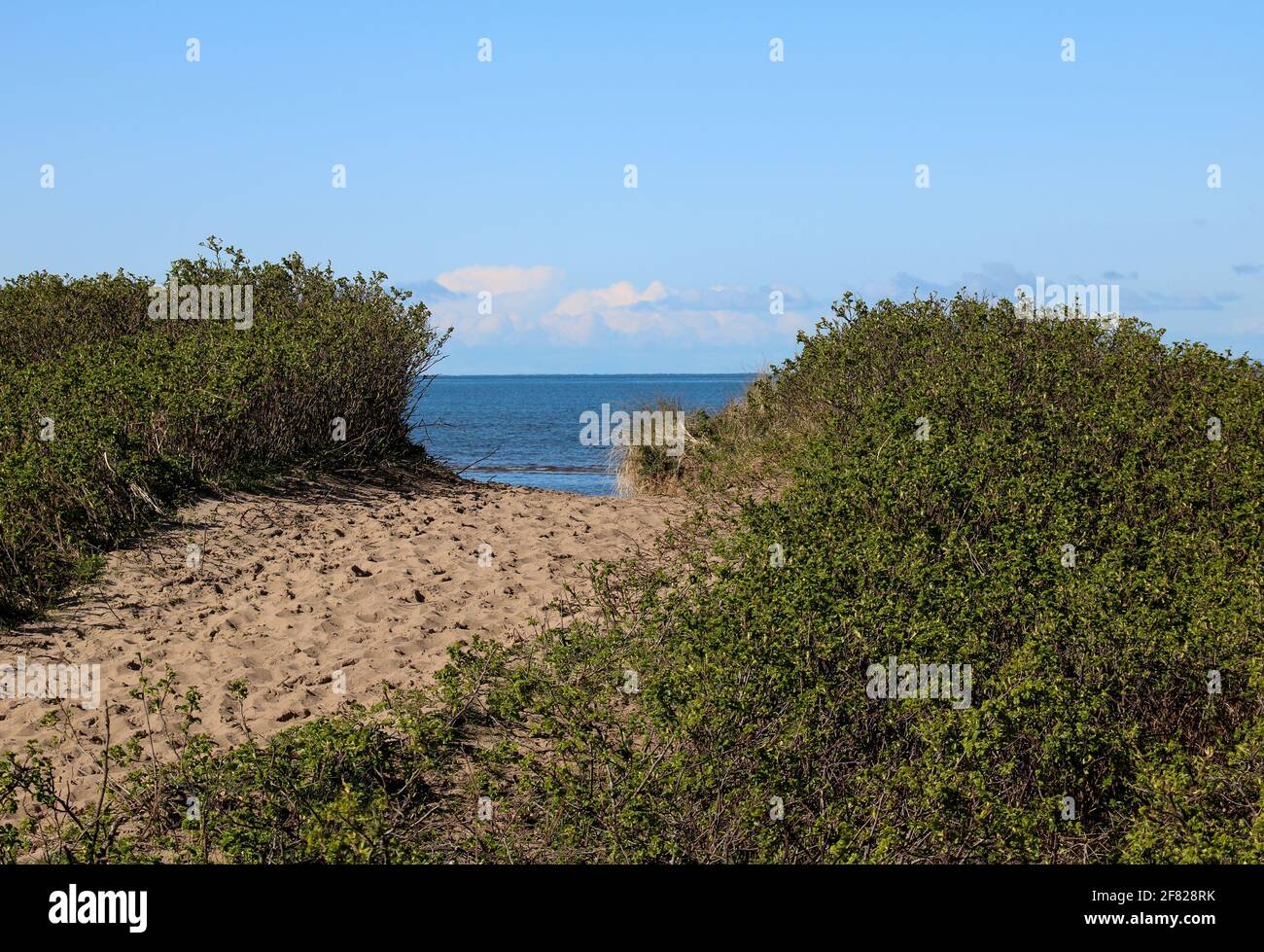 Pathway through coastal vegetation to sandy beach Stock Photo