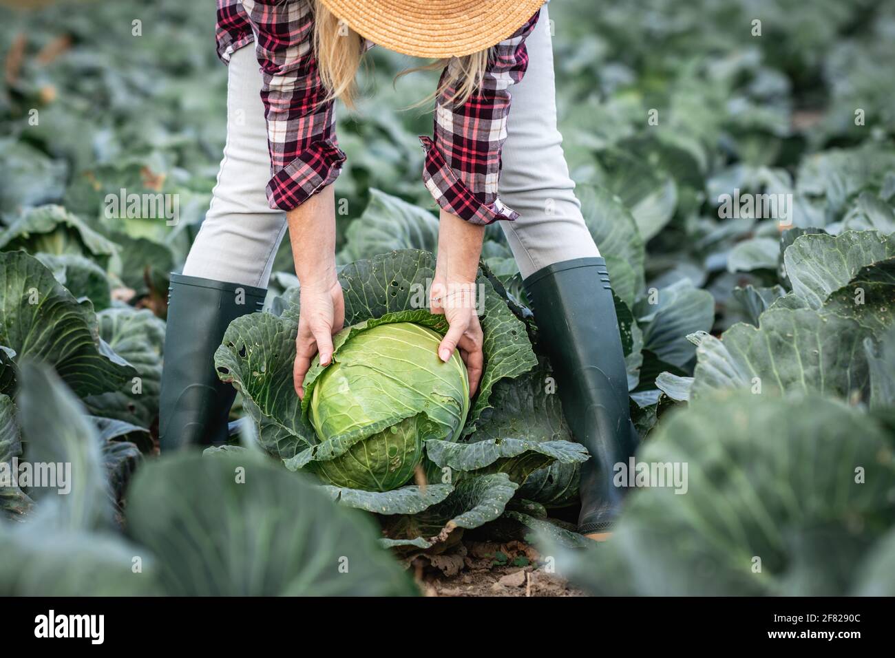 Farmer picking cabbage at agricultural field. Woman wearing plaid shirt, straw hat and rubber boots and working at vegetable garden. Organic farming a Stock Photo