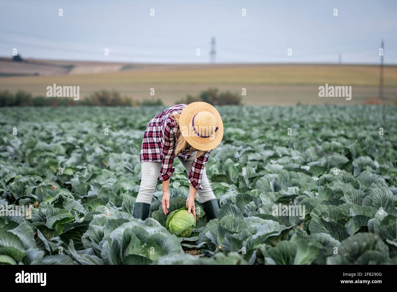 Organic farming. Woman picking cabbage vegetable at field. Agricultural activity and gardening during harvest season Stock Photo