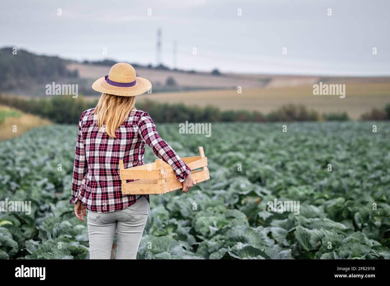 Woman harvesting at cabbage field. Farmer with straw hat and plaid shirt looking at her organic farm. Agricultural occupation Stock Photo