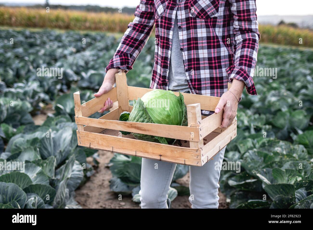 Organic farming. Woman harvesting cabbage from field. Farmer holding wooden crate with harvested leaf vegetable Stock Photo