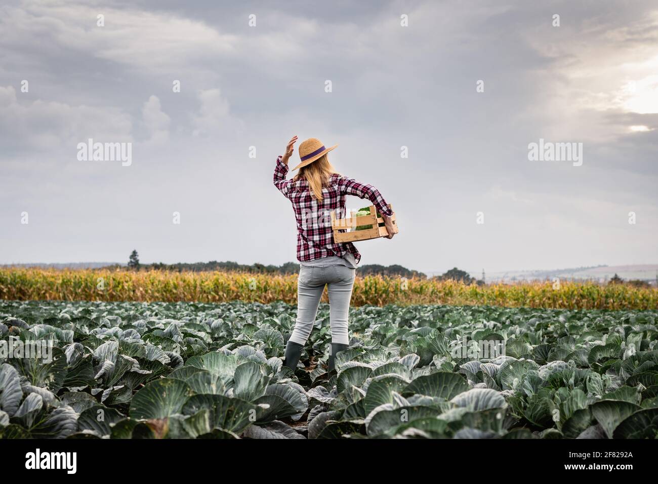 Farmer standing in cabbage field. Agricultural activity and gardening during harvest season. Woman with straw hat holding wooden crate and picking lea Stock Photo