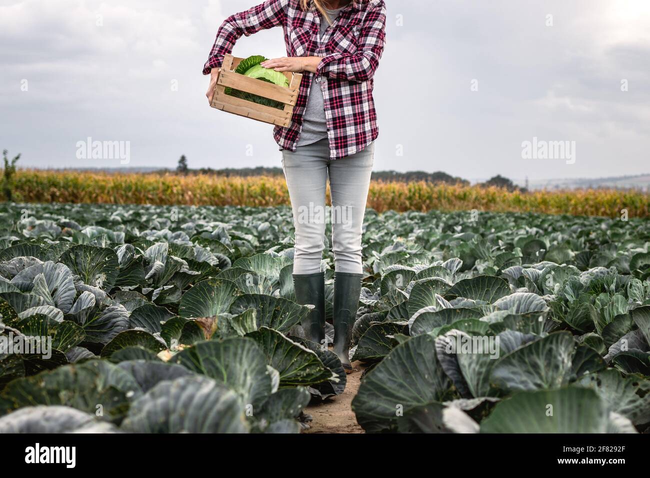 Farmer harvesting cabbage vegetable at field. Woman with straw hat is holding wooden crate. Gardening and agricultural activity during harvest season Stock Photo