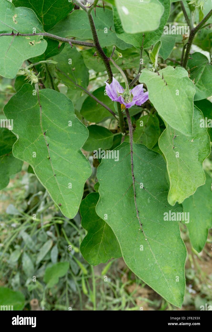 A close up shot of home grown brinjal commonly know as eggplant. Eggplant, aubergine is a plant