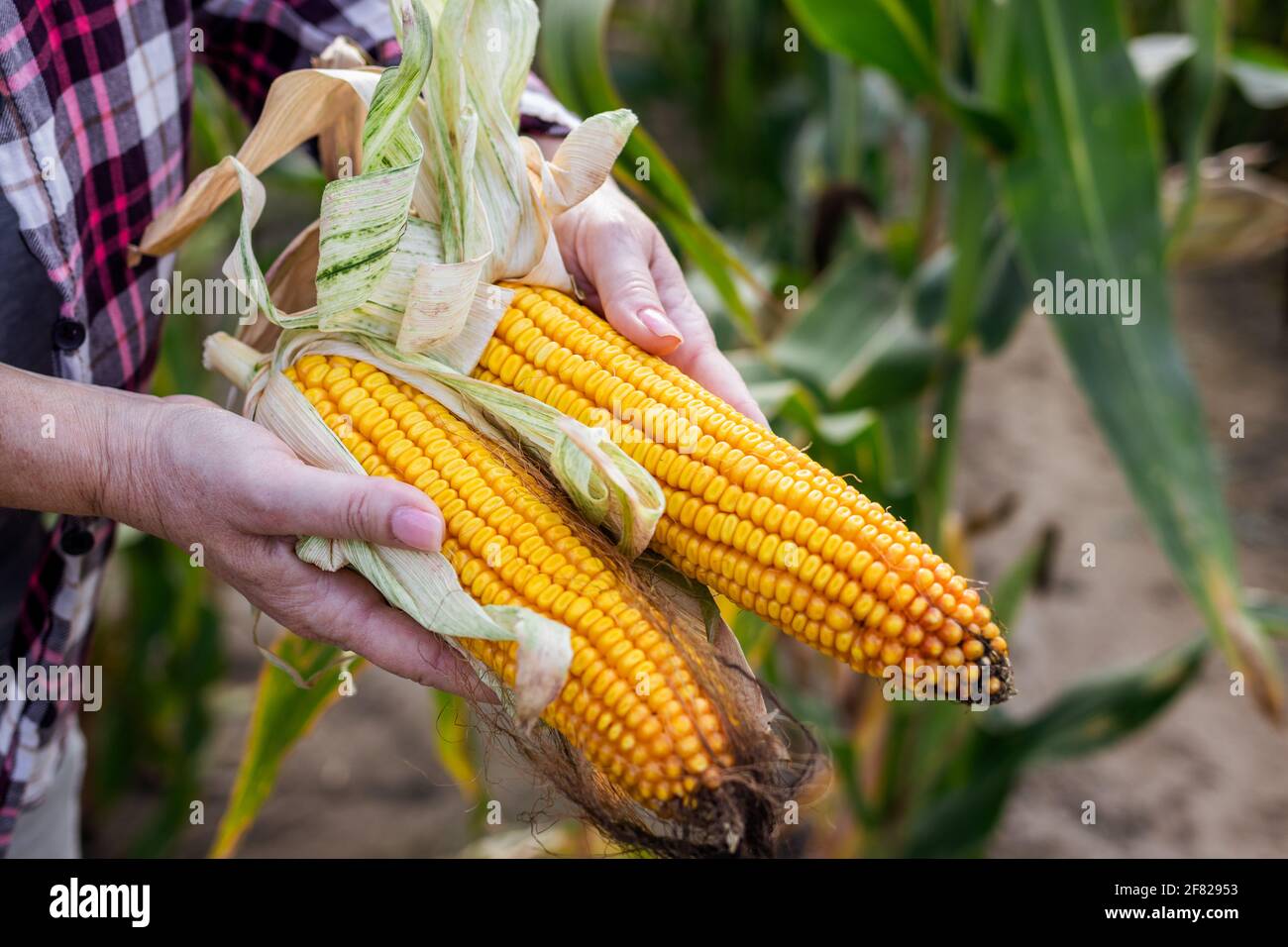 Farmer holding peeled corn cob and control quality of maize in field