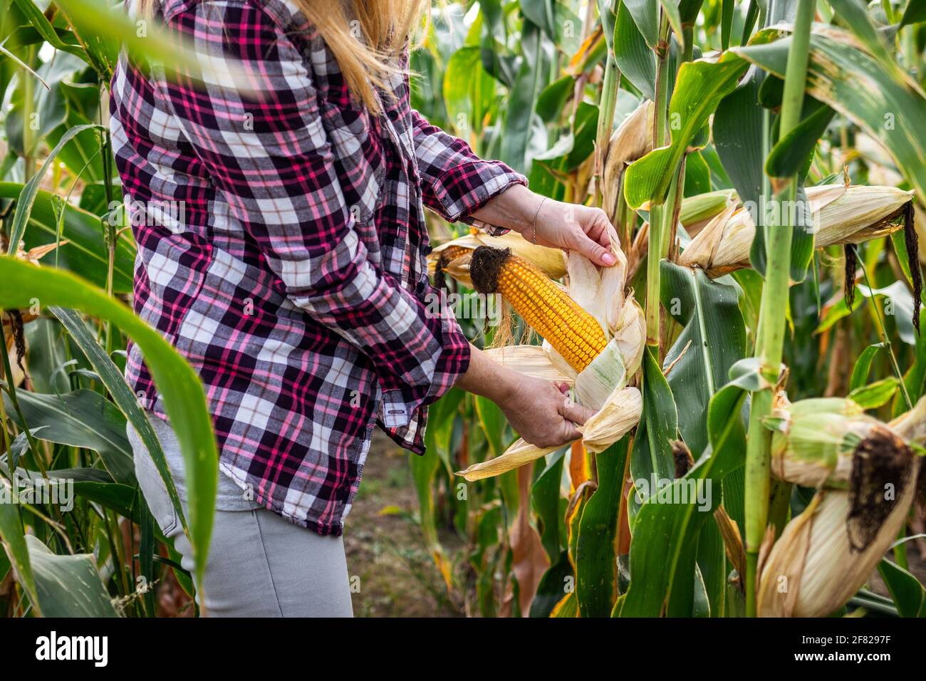 Farmer peeling corn cob and control quality before harvest