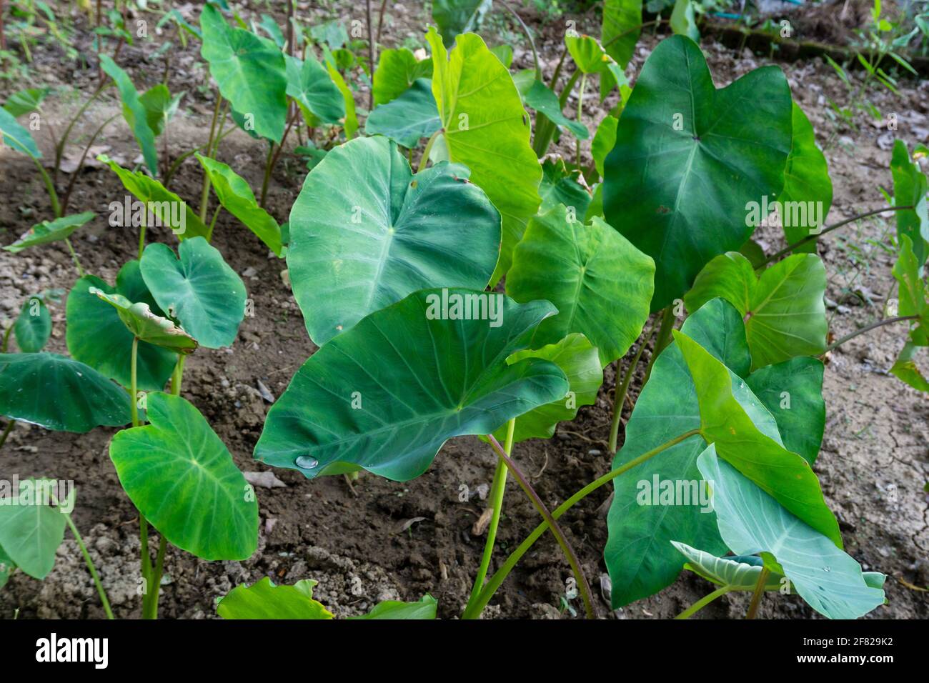 Colocasia esculenta is a tropical plant grown primarily for edible corms,a root vegetable most commonly known as taro, kalo, dasheen or godere.Used as Stock Photo