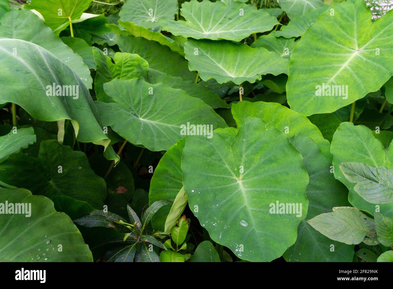 Colocasia esculenta is a tropical plant grown primarily for edible corms,a root vegetable most commonly known as taro, kalo, dasheen or godere.Used as Stock Photo