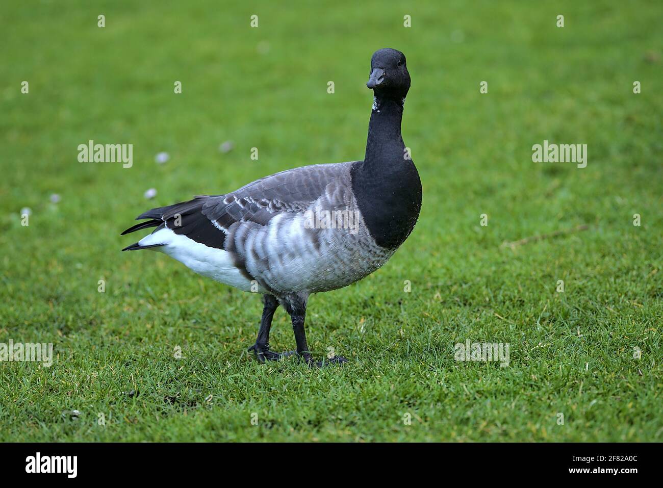 Beautiful closeup view of brent goose Branta bernicla with black