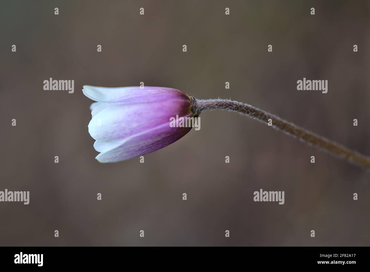 Beautiful closeup view of single white to purple bellshaped Pasque