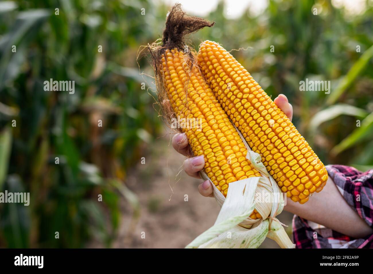 Farmer holding corn cobs in hand. Maize crop in agricultural field