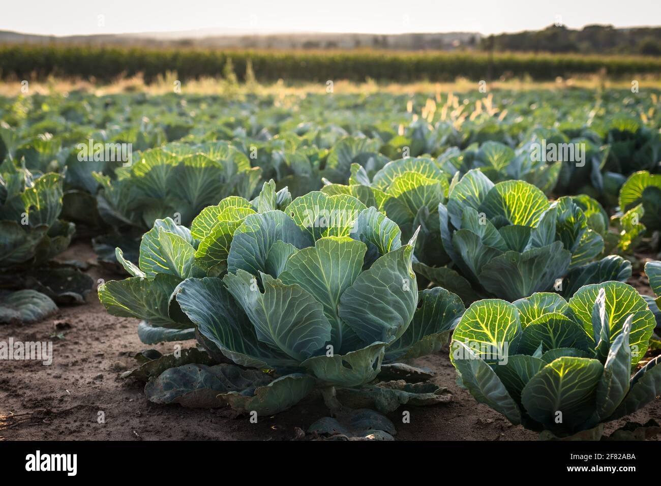 Cabbage vegetable at field. Organic farm or garden Stock Photo