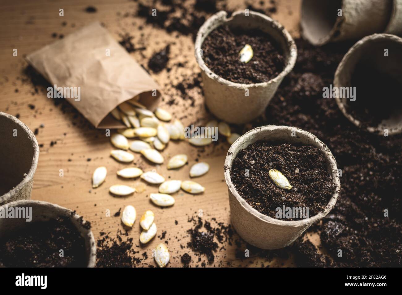 Planting pumpkin seed. Sowing seeds into peat pot on table. Gardening and agricultural activity at springtime Stock Photo