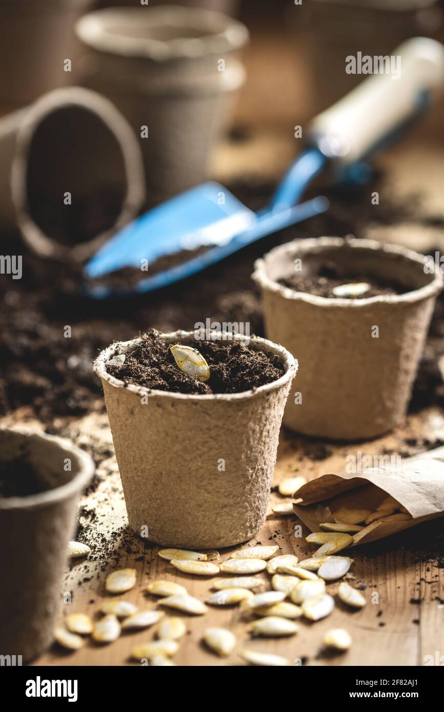 Planting pumpkin seed into peat pot on table. Gardening at spring