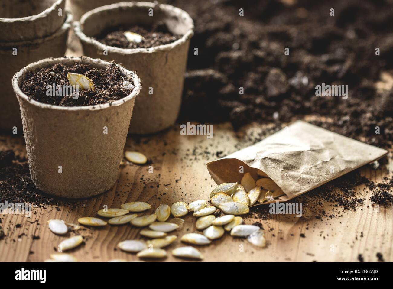 Planting seeds at peat pot. Sowing and gardening in spring. Pumpkin seed in  small paper bag on table Stock Photo - Alamy