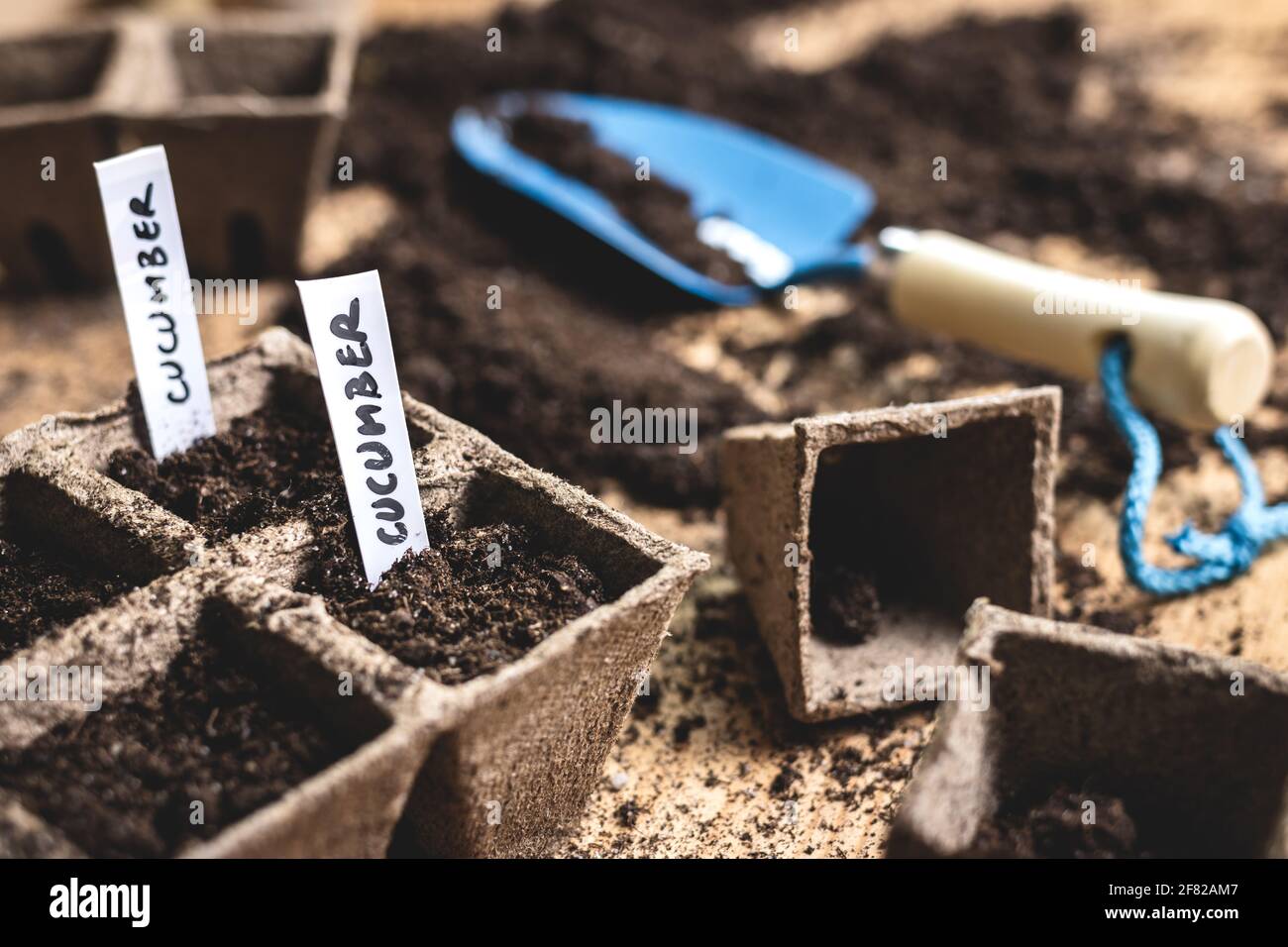Planting seeds into peat pot on table. Sowing cucumber seed