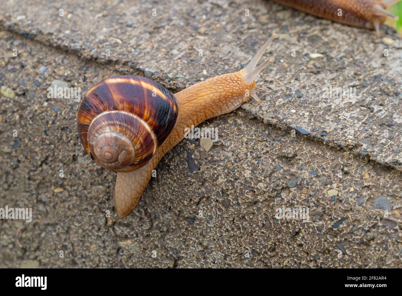 The snail moves on the concrete, animals Stock Photo Alamy