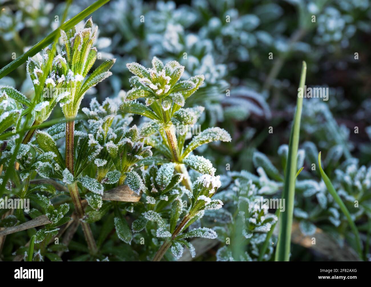 Plants with frozen frost. Beautiful abstract frozen microcosmos pattern. Freezing weather frost action in nature. Floral backdrop. Stock Photo