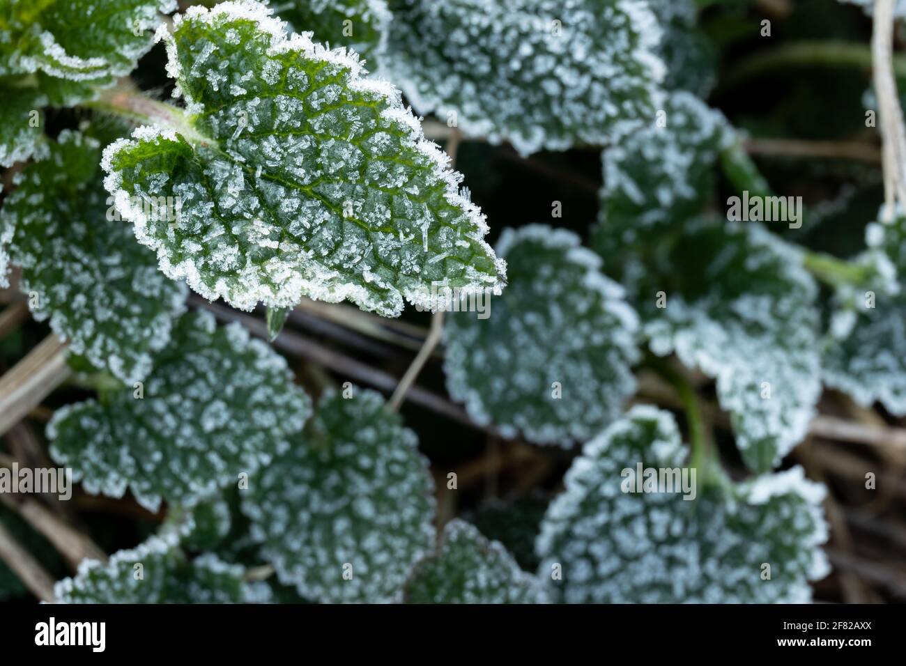 Plants with frozen frost. Beautiful abstract frozen microcosmos pattern. Freezing weather frost action in nature. Floral backdrop. Stock Photo