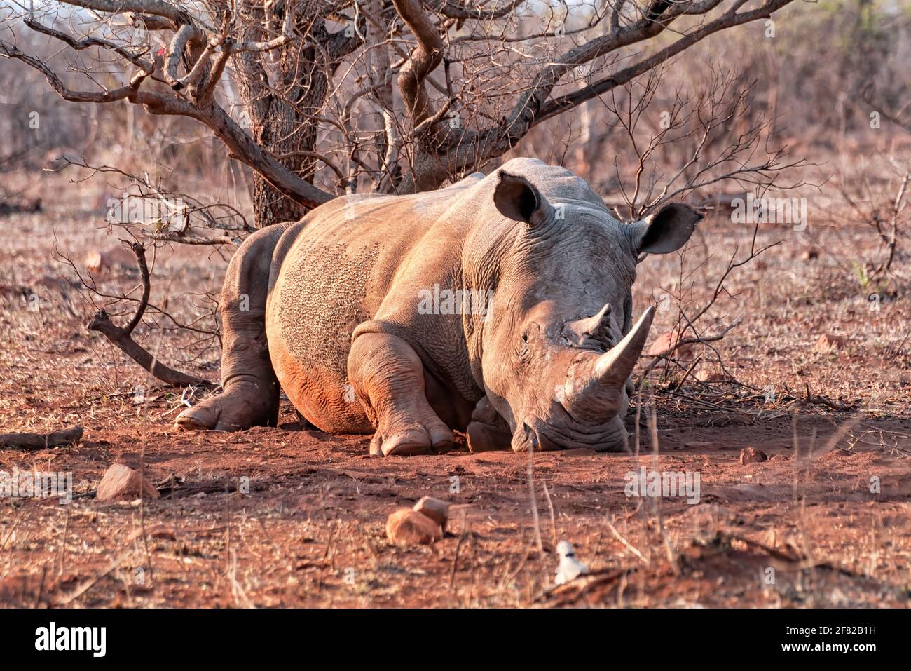 White rhinoceros resting in Kruger Park, South Africa. The white rhinoceros is the largest extant species of rhinoceros Stock Photo