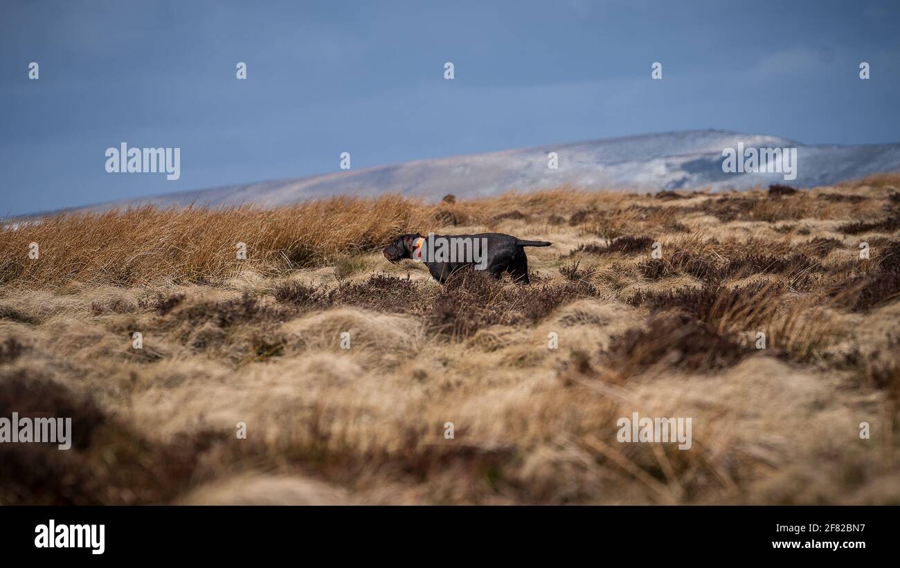 HPR Gundog on Point Peak Districy National Park Grouse Counting Stock Photo