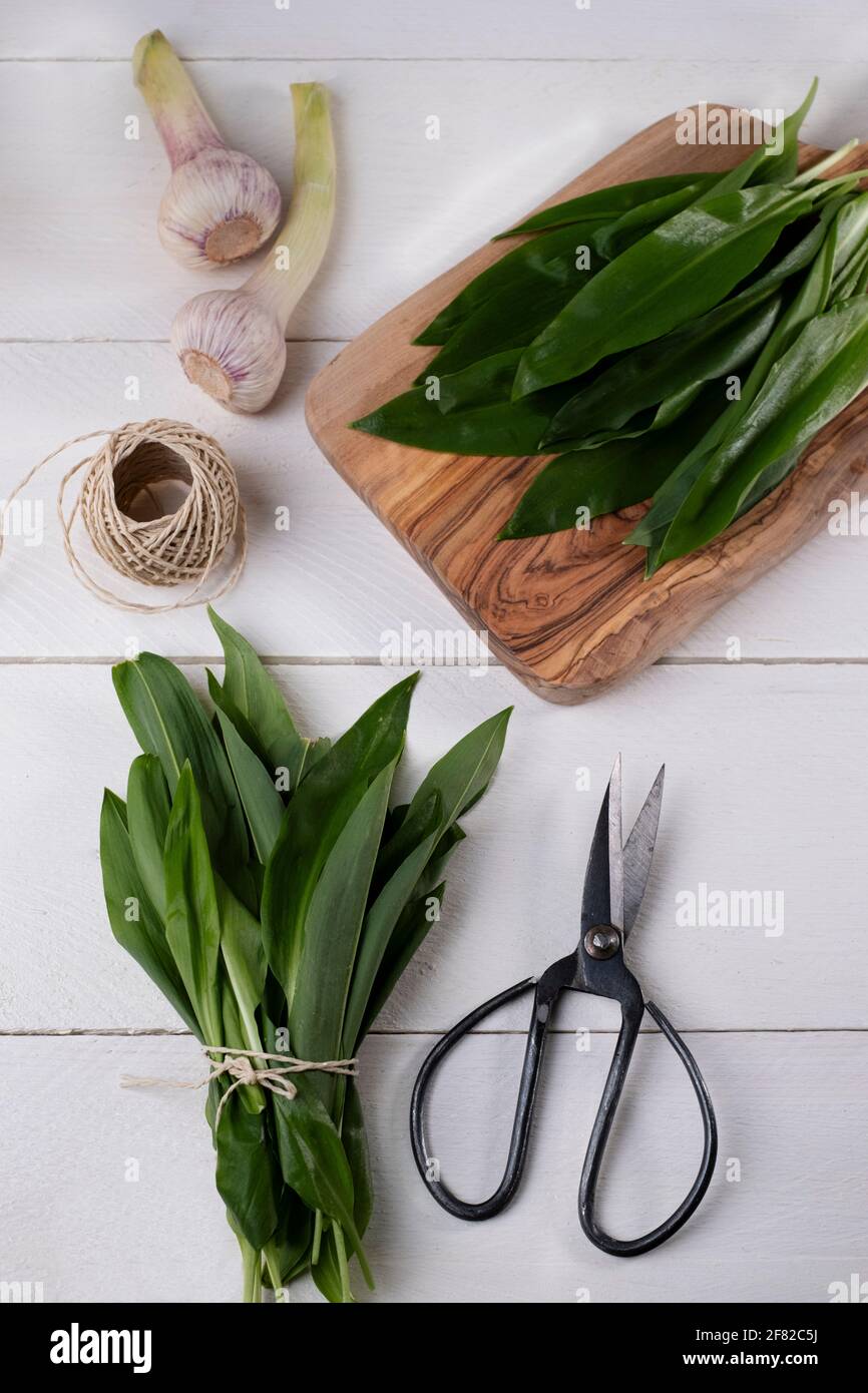 Freshly harvested wild garlic in a wire basket, bundled, with garden shears on white wooden table Stock Photo