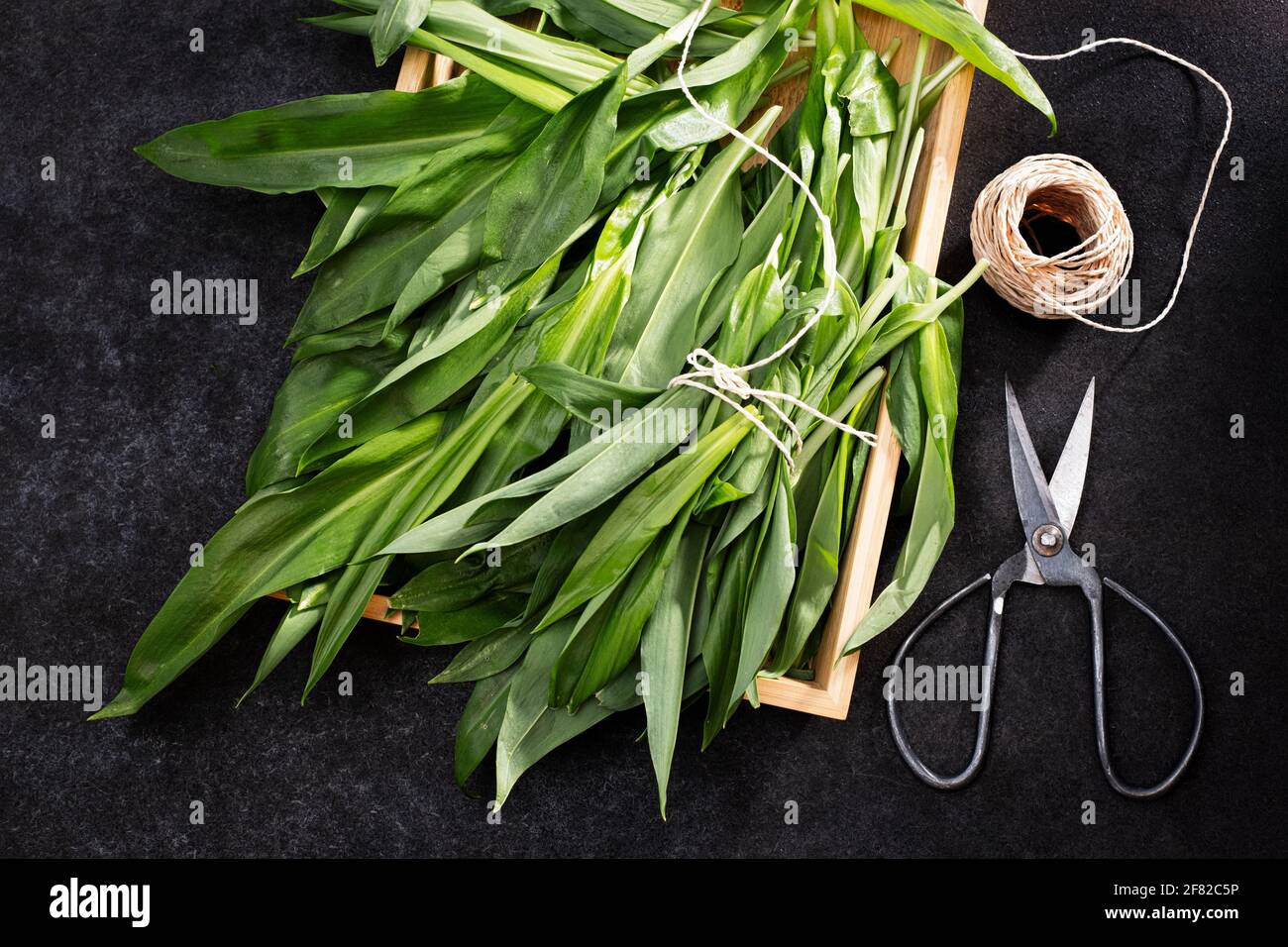 Freshly harvested wild garlic in a wire basket, bundled. Stock Photo