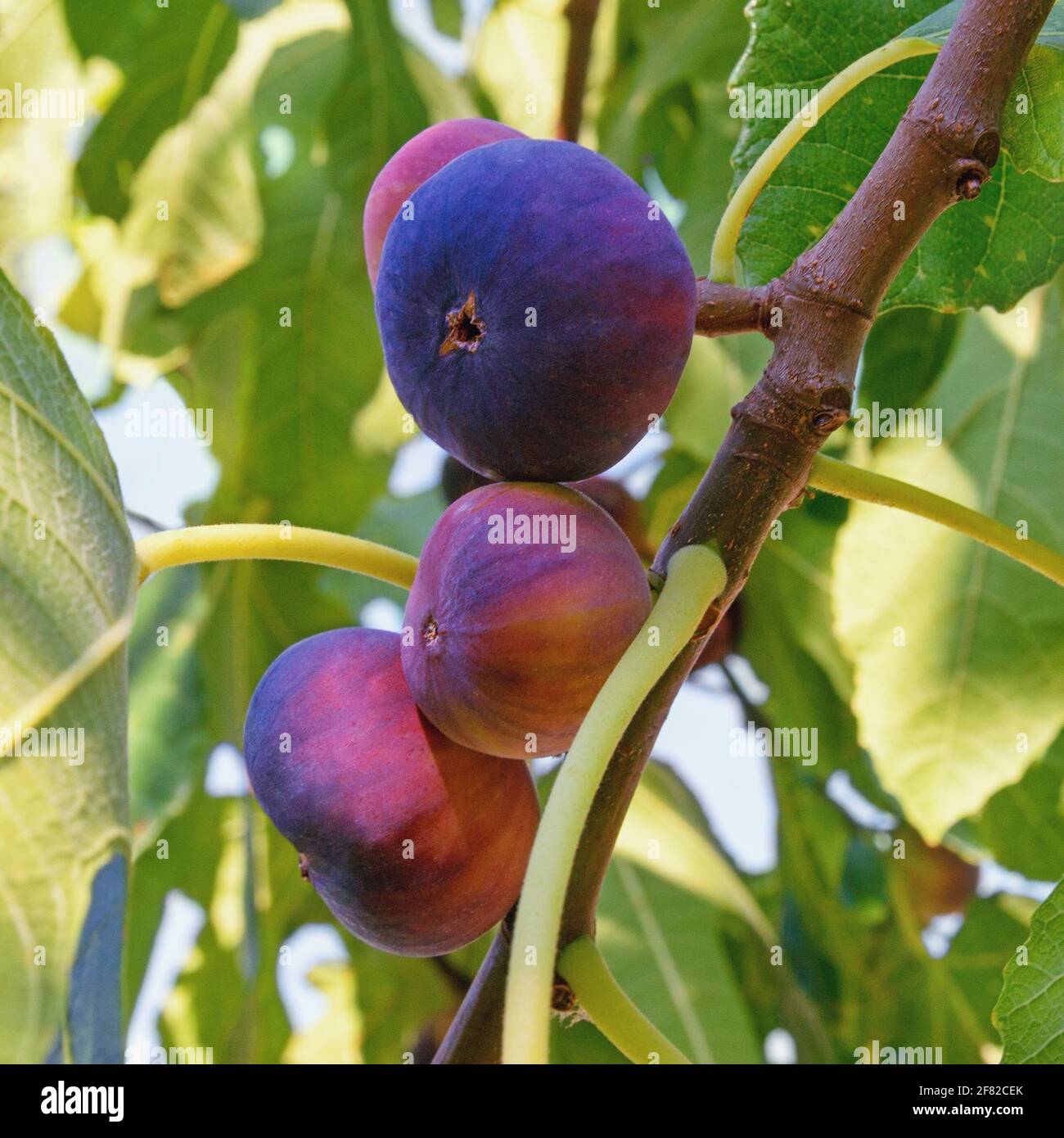 Branch of fig tree ( Ficus carica ) with ripe fruit Stock Photo - Alamy