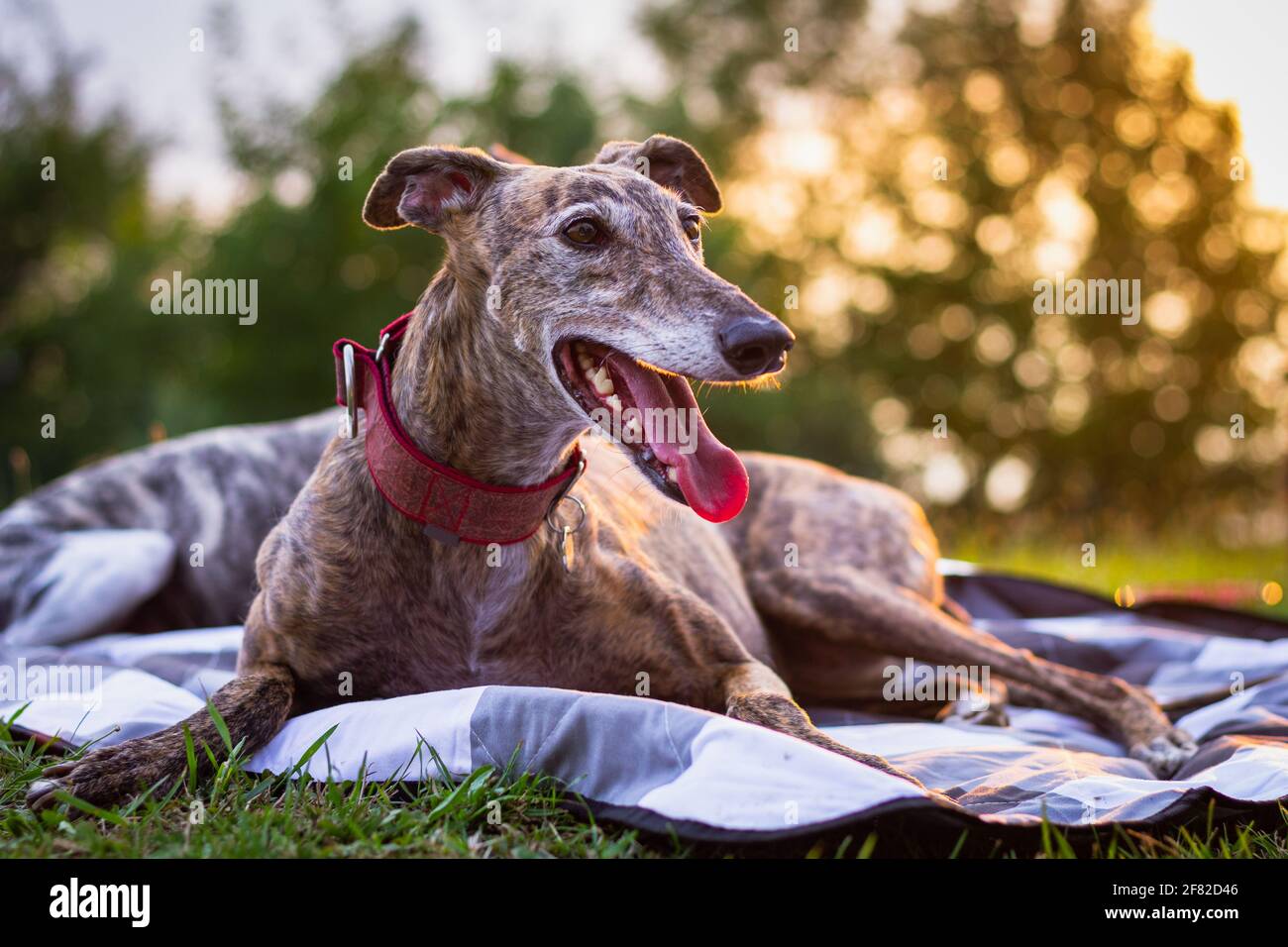 Greyhound dog laying down hires stock photography and images Alamy