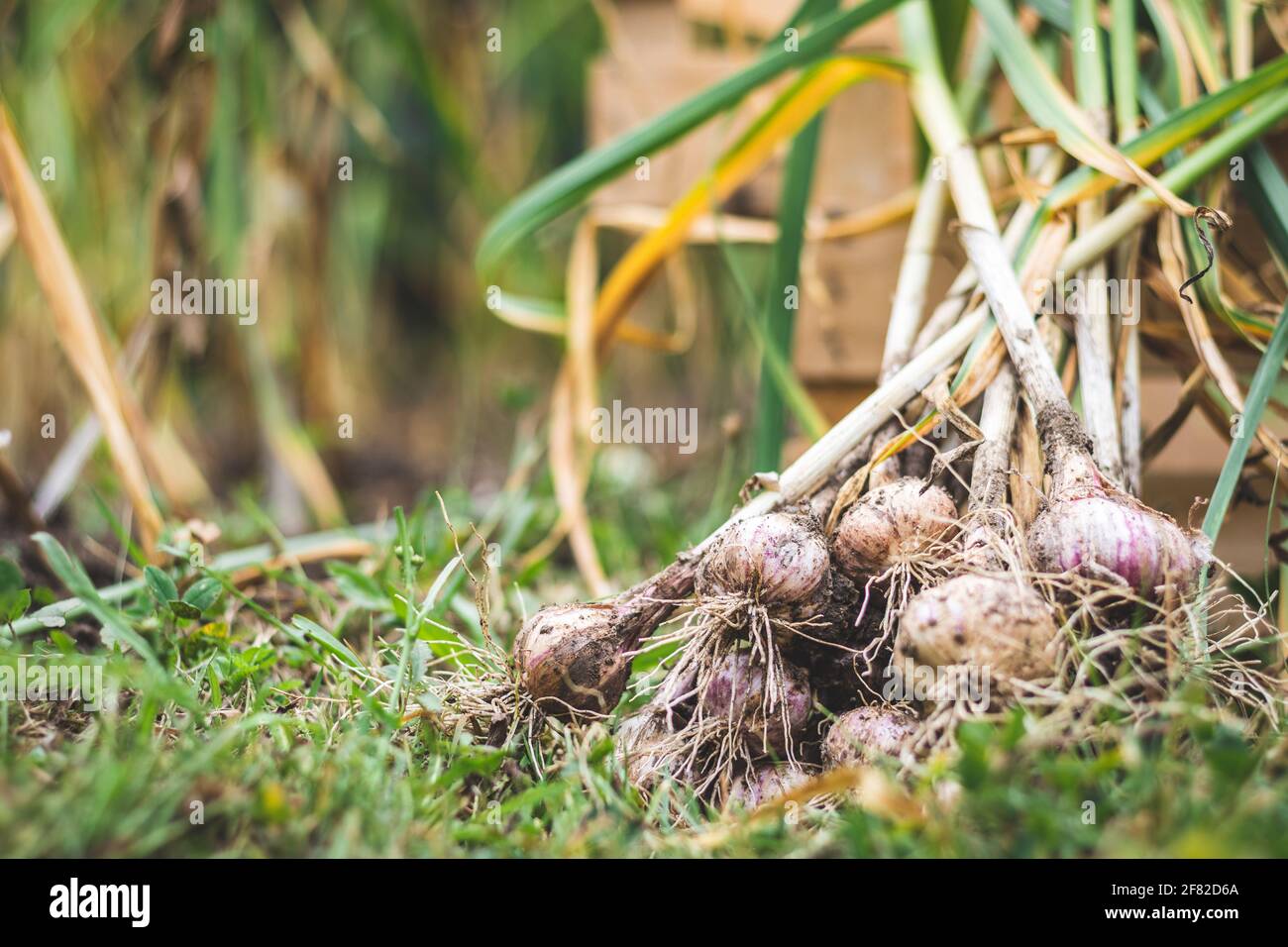 Garlic harvesting in vegetable garden. Gardening during harvest season ...