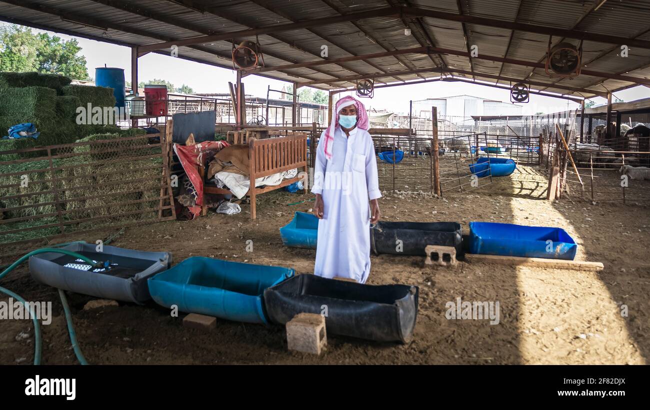 Dammam, Saudi Arabia - 02-April-2021.Traditional Arab men in their cattle farm. Stock Photo