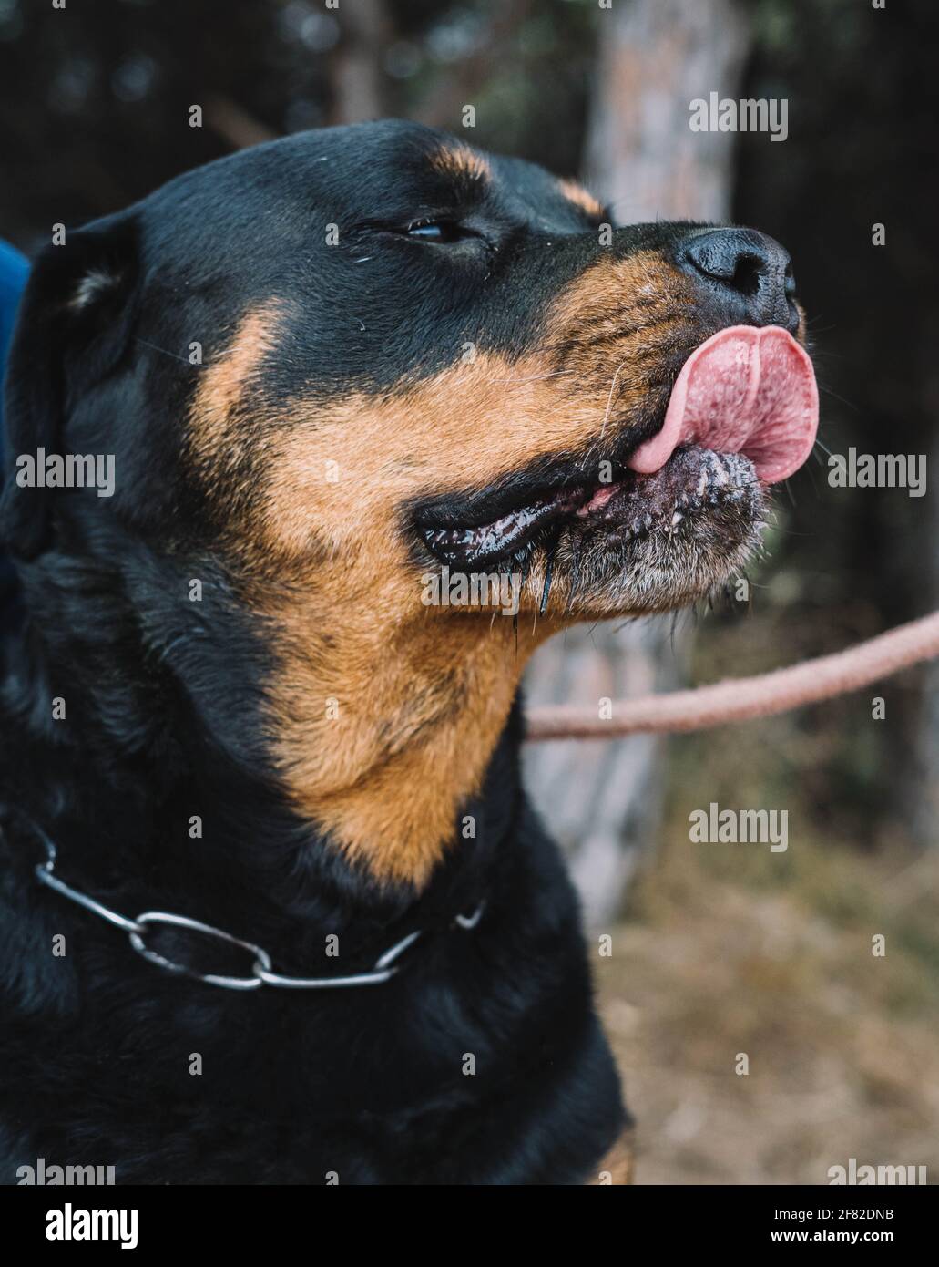 An imposing American line rottweiler enjoying a day of hunting in the ...